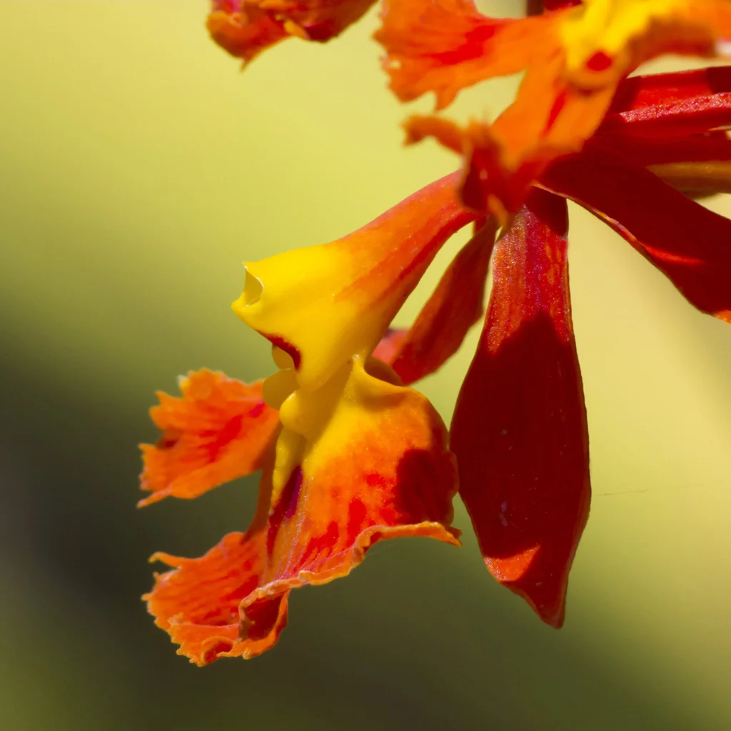 Epidendrum Ibaguense