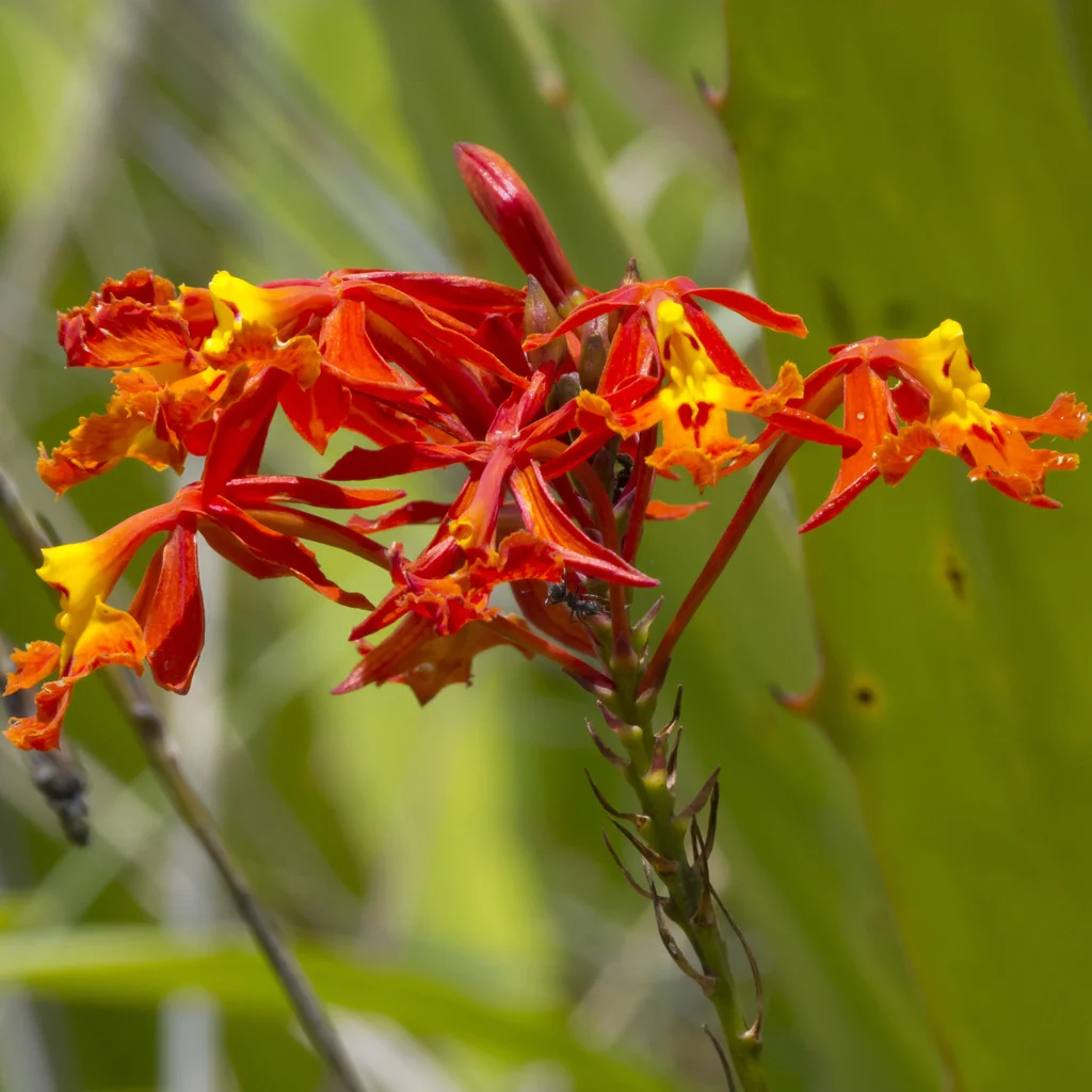 Epidendrum Ibaguense