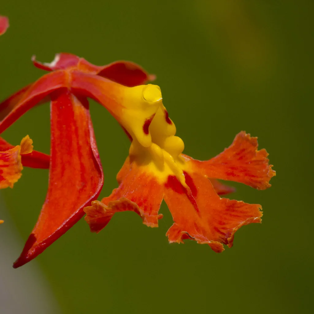 Epidendrum Ibaguense