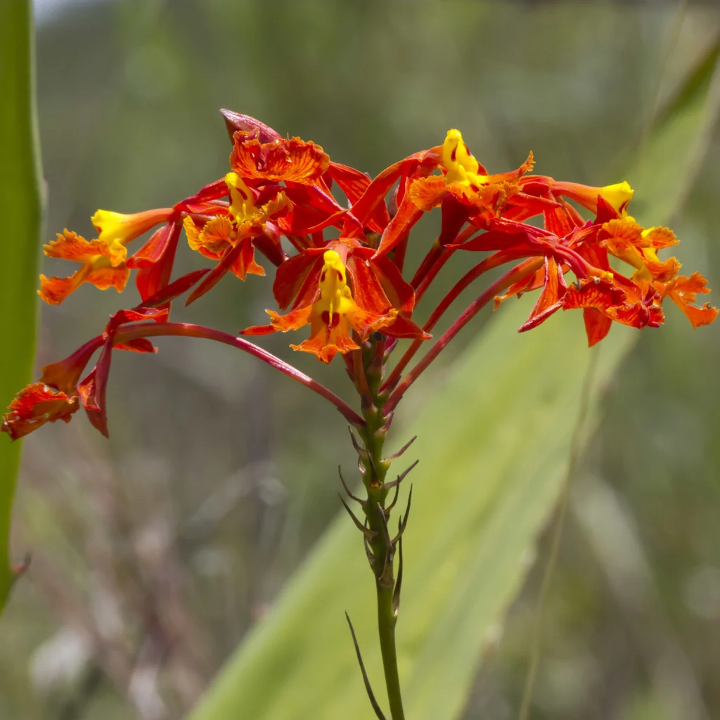 Epidendrum Ibaguense