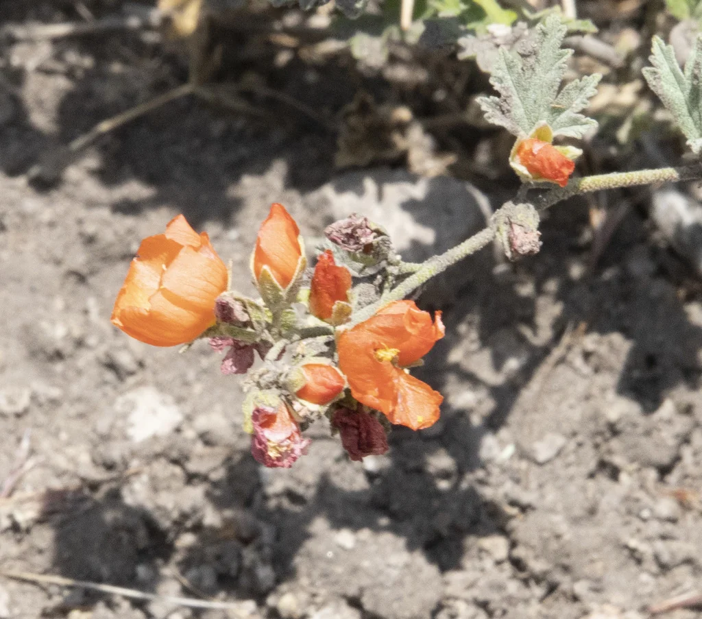Sphaeralcea Munroana