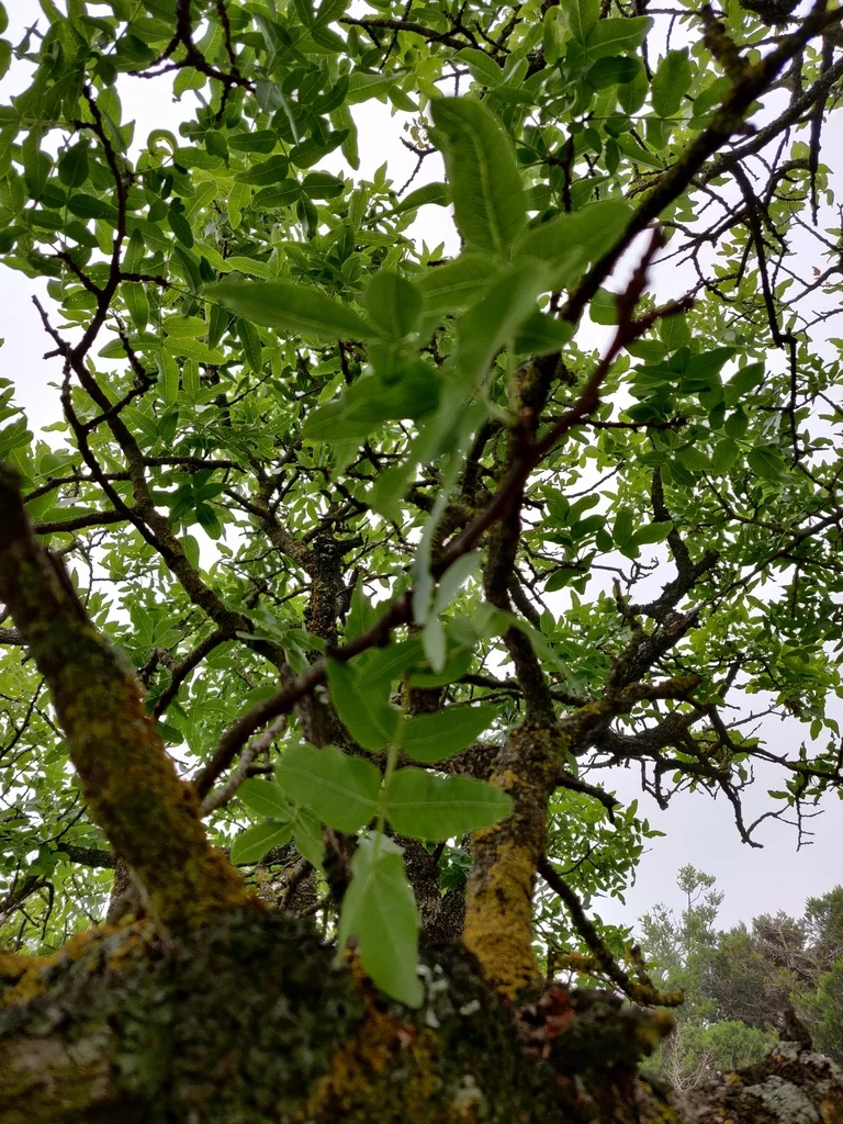 Pistacia Atlantica