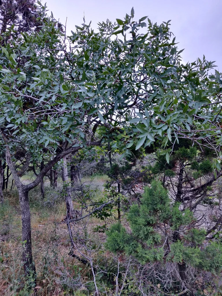 Pistacia Atlantica