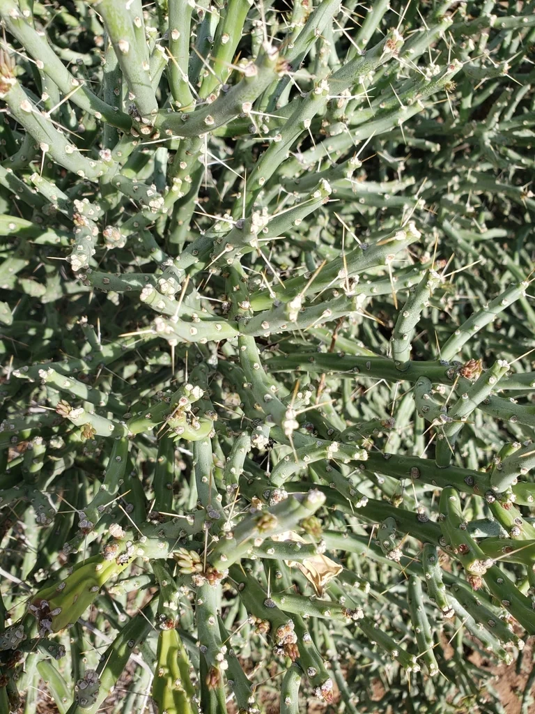 Cylindropuntia Arbuscula