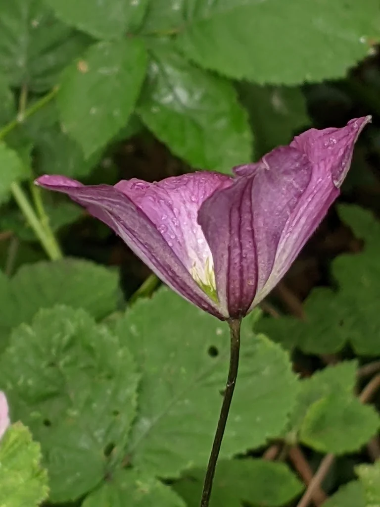 Clematis Viticella