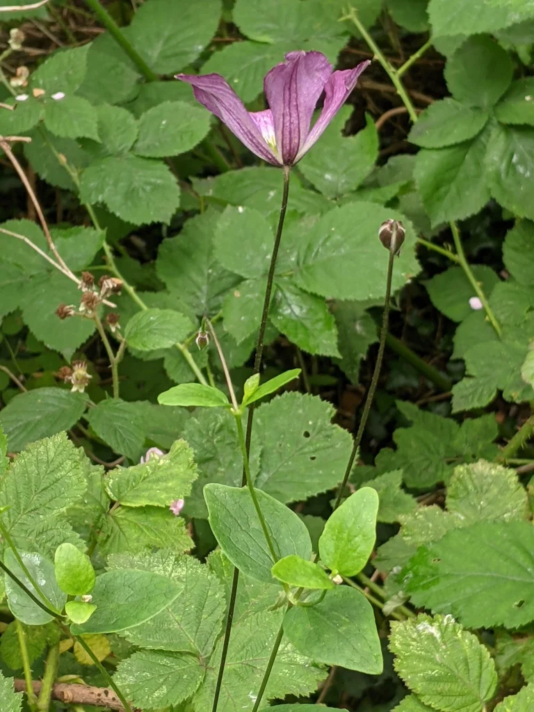 Clematis Viticella