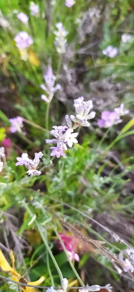 Lavandula angustifolia