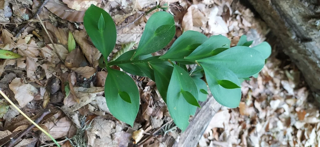 Ruscus Hypoglossum
