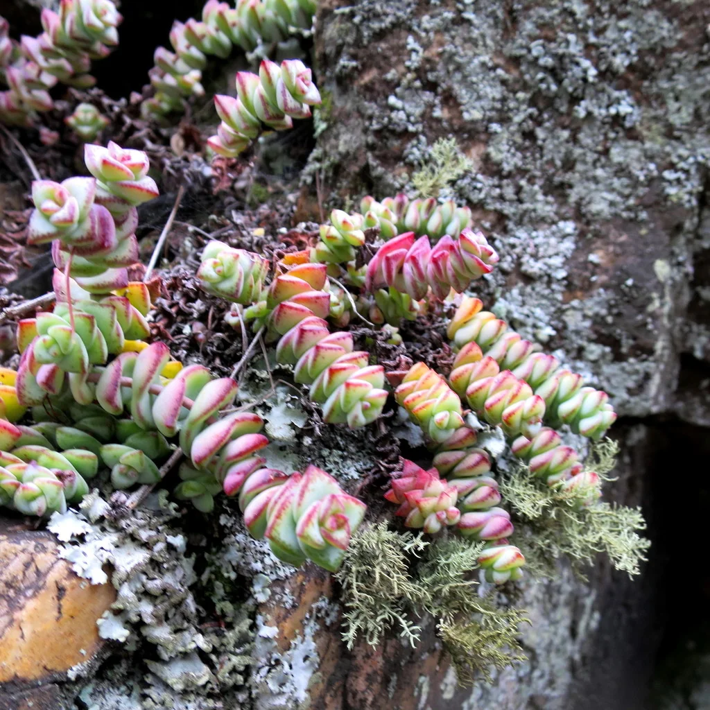 Crassula Perforata