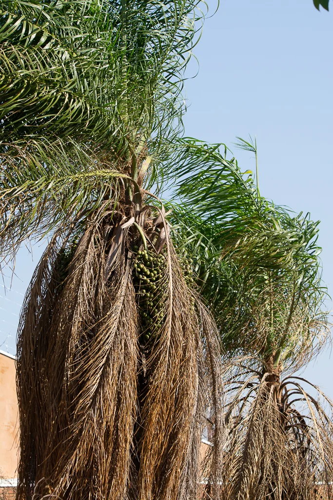 Acrocomia Totai