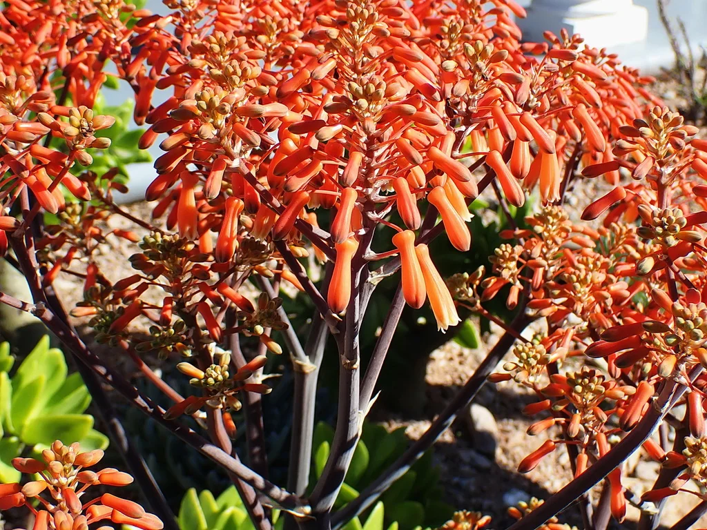 Aloe Striata