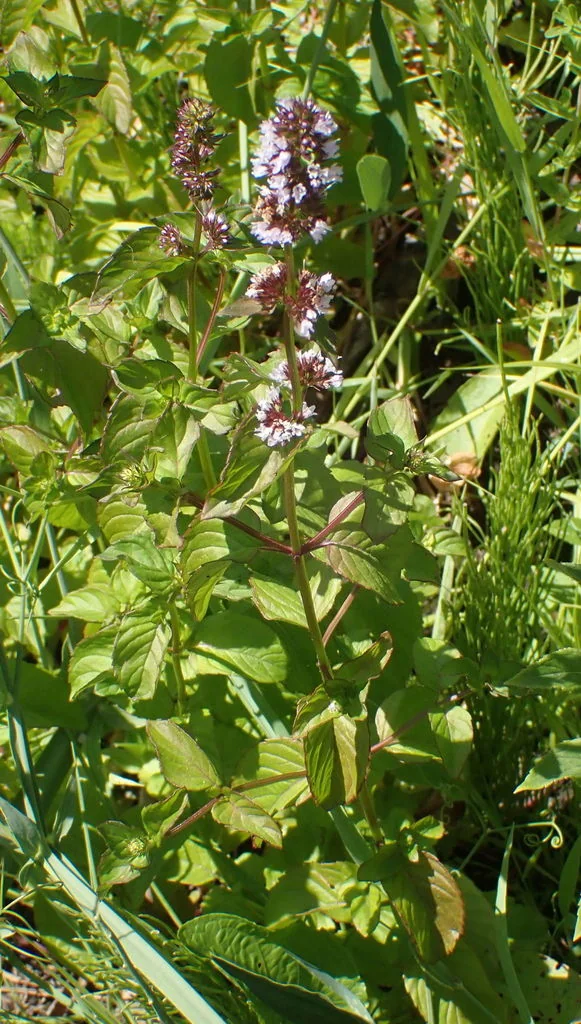 Mentha X Piperita