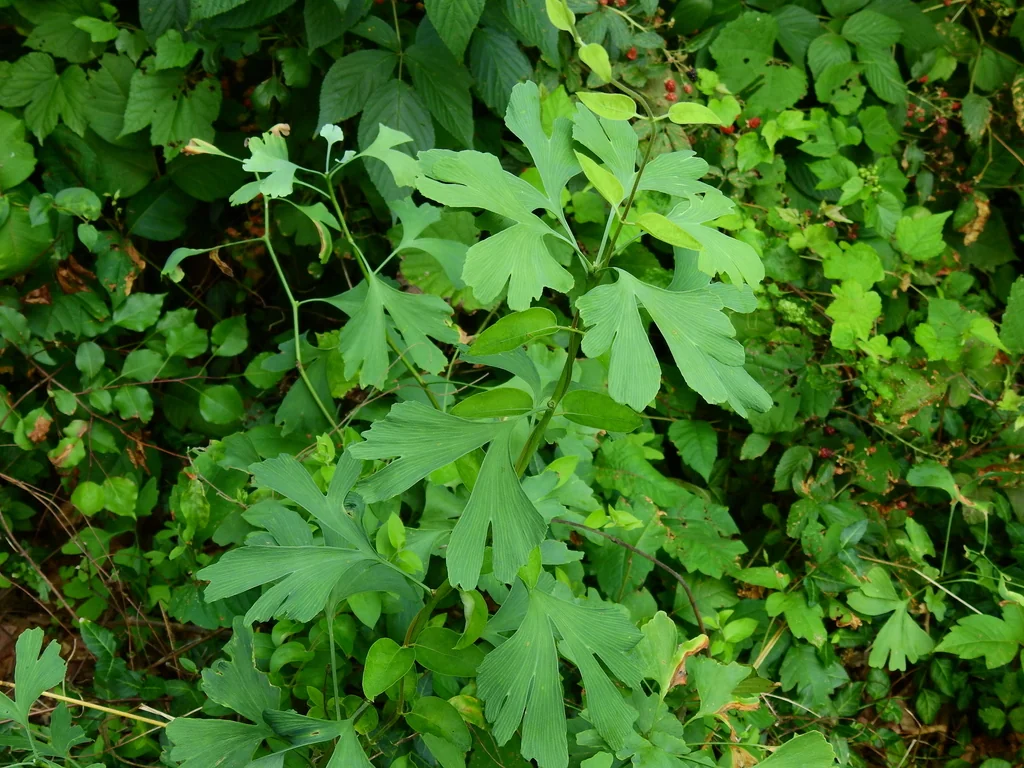 Ginkgo Biloba