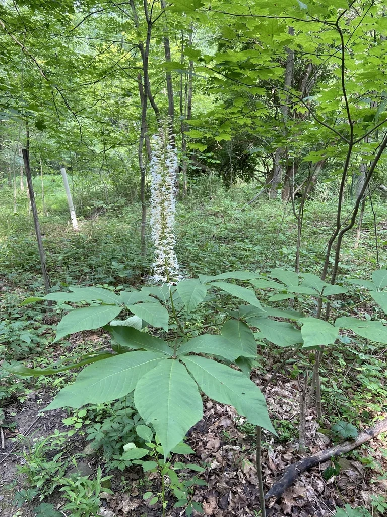 Aesculus Parviflora