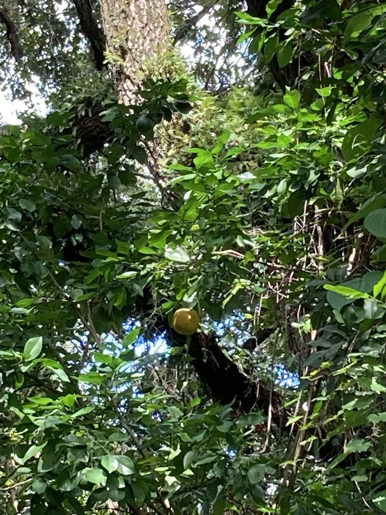 Citrus Aurantium