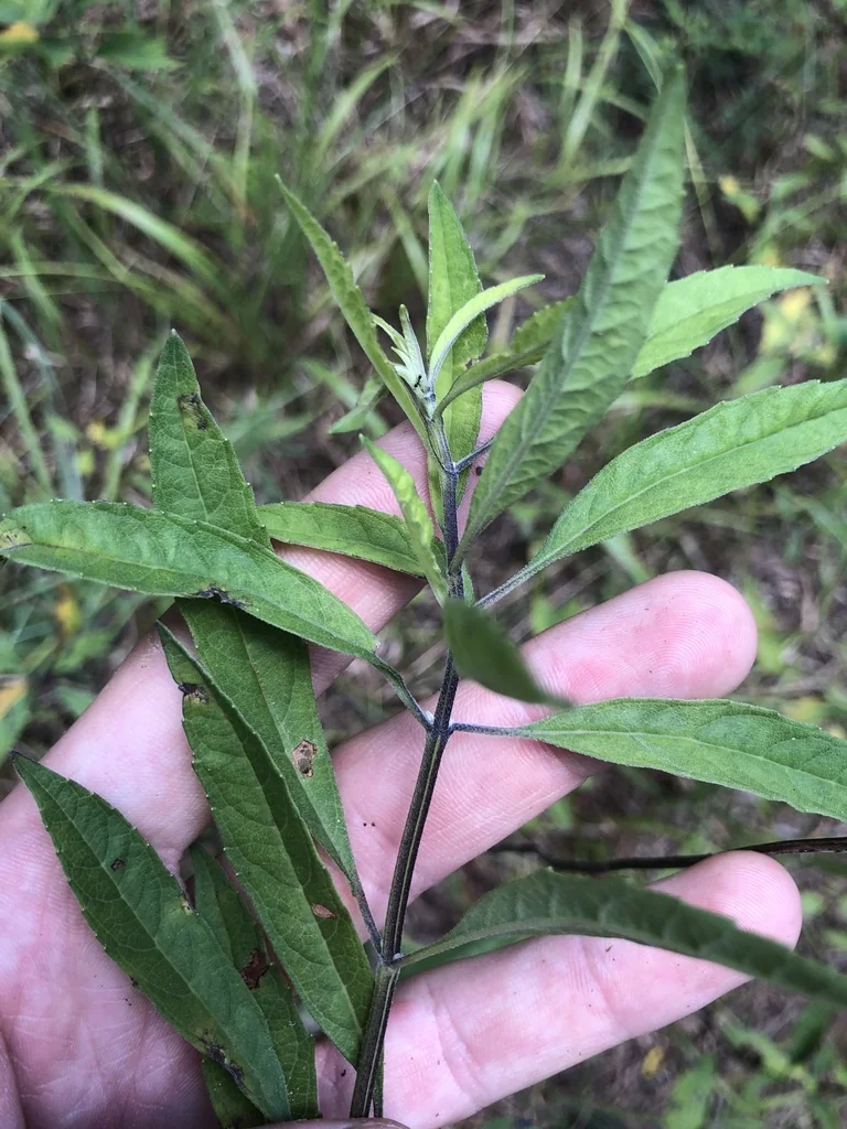 Salvia Azurea Grandiflora