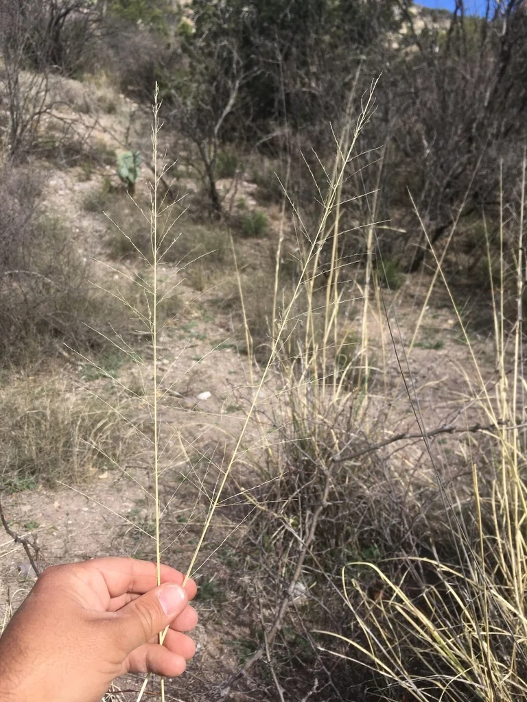 Sporobolus Wrightii