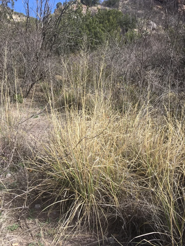 Sporobolus Wrightii