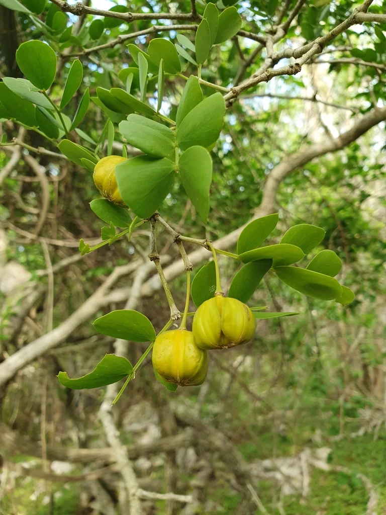 Guaiacum Sanctum
