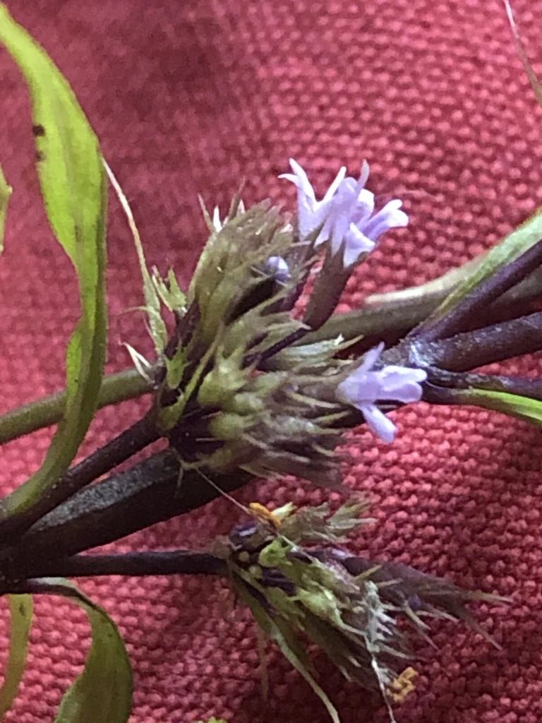 Mentha X Piperita