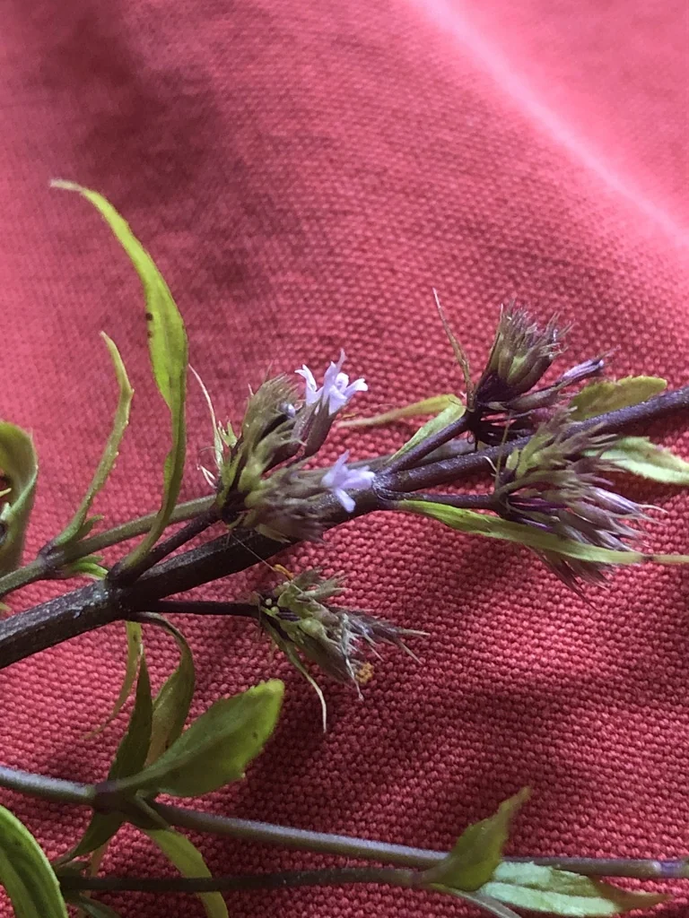 Mentha X Piperita