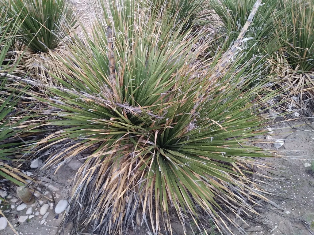 Dasylirion Leiophyllum