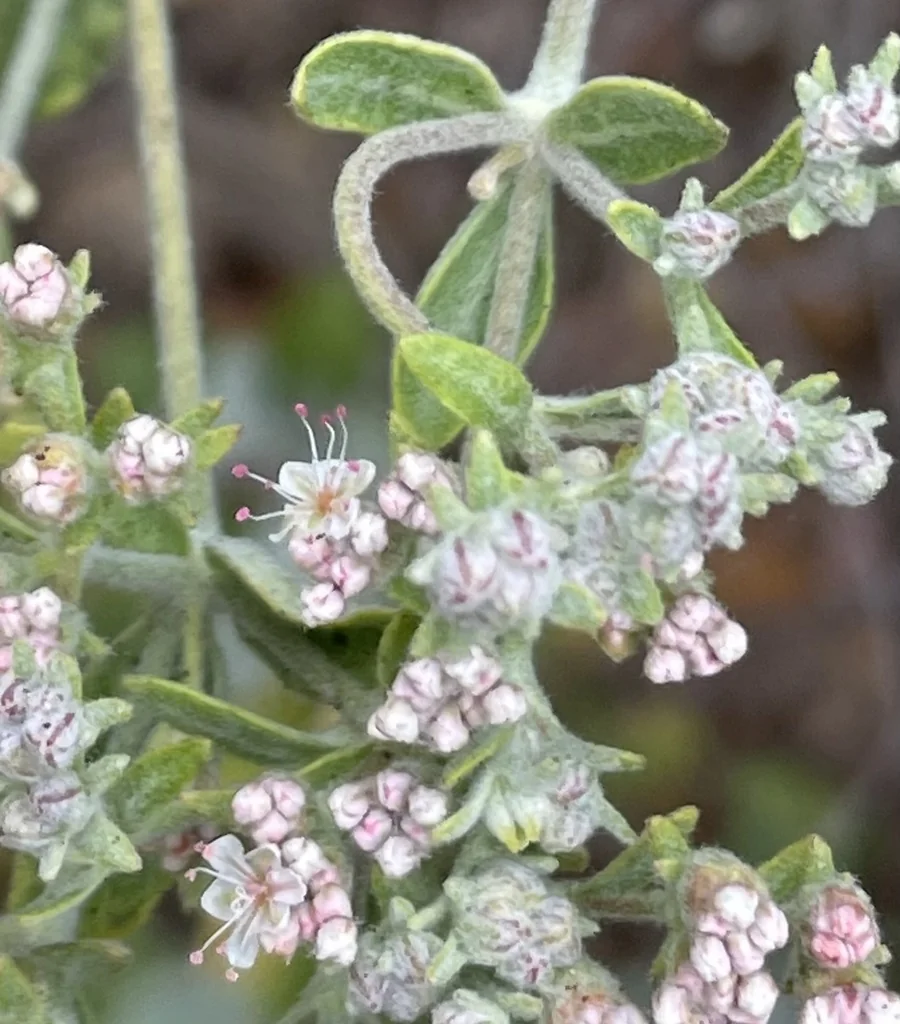 Eriogonum Giganteum