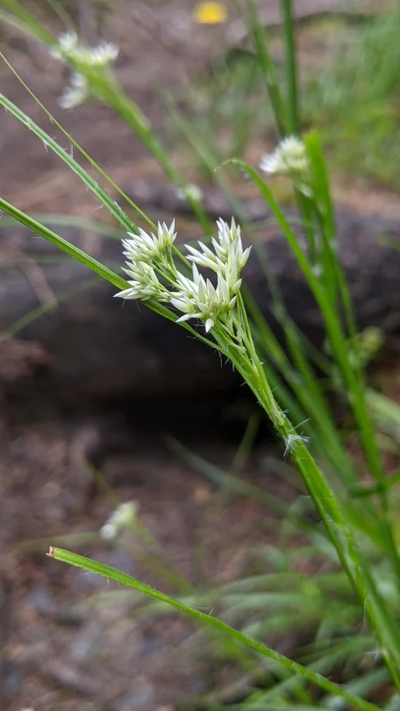 Luzula Nivea