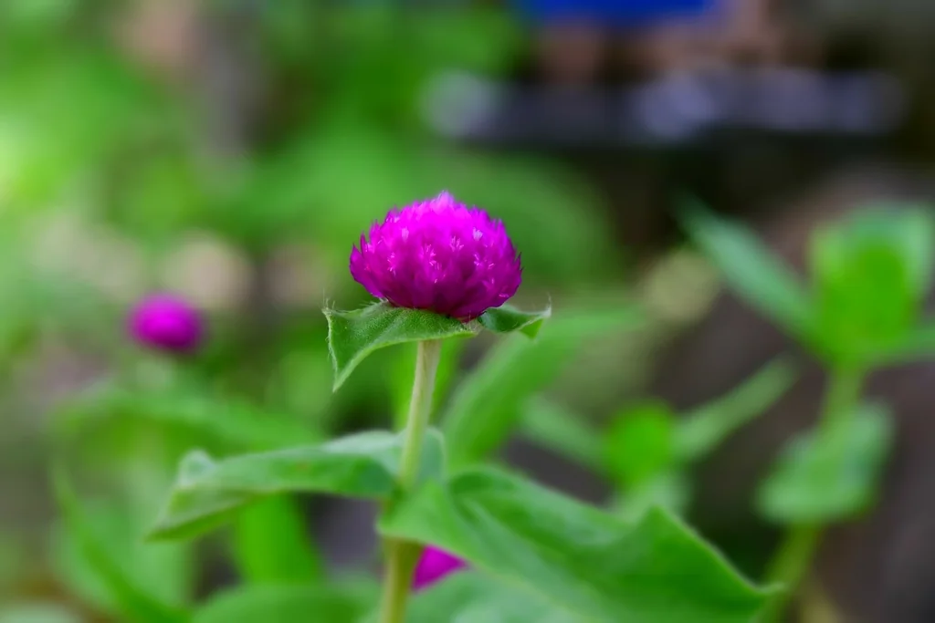 Gomphrena Globosa