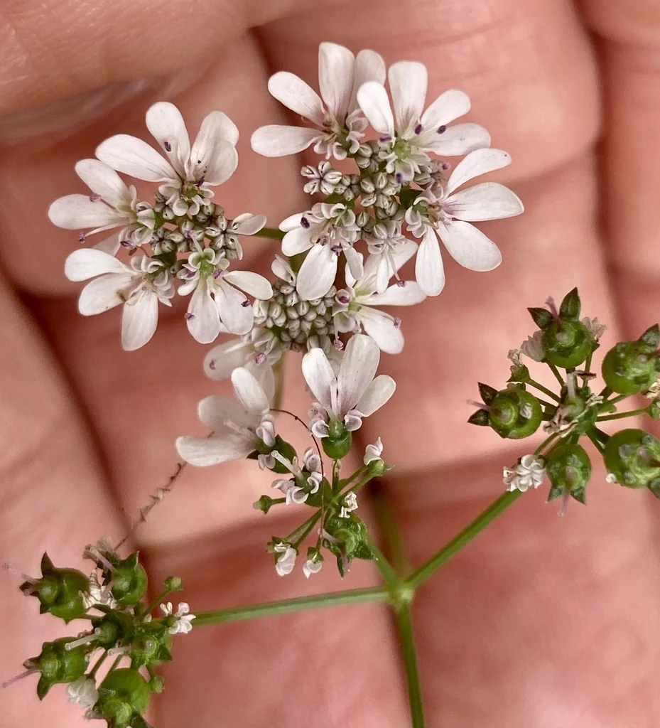 Coriandrum Sativum