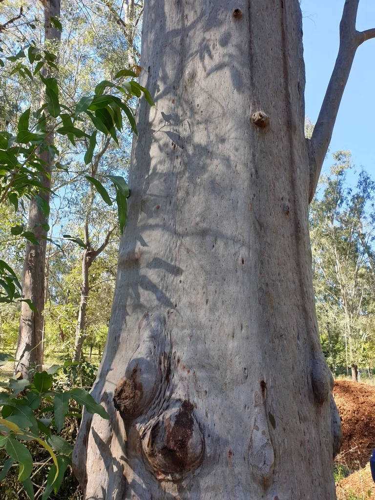 Eucalyptus Citriodora