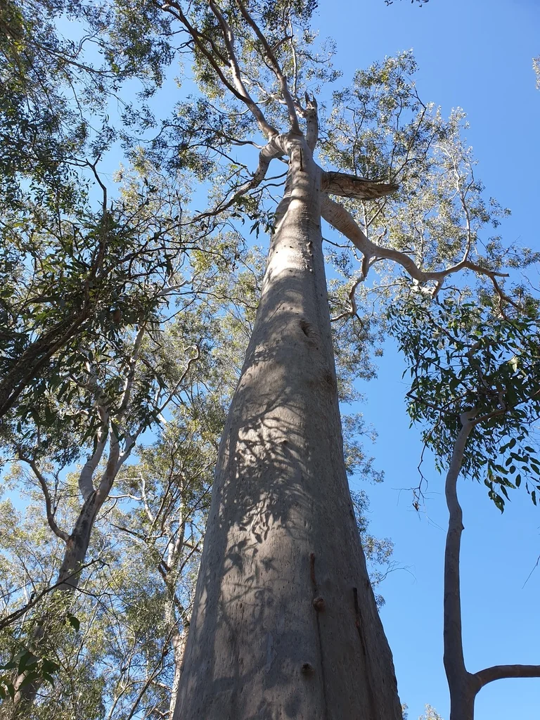 Eucalyptus Citriodora
