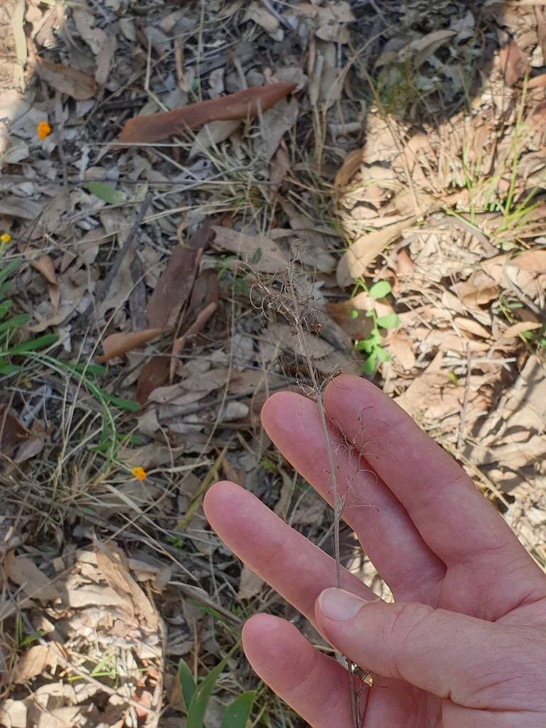 Dianella Longifolia