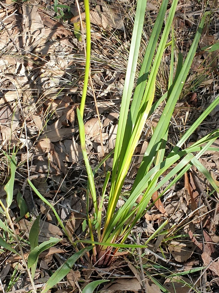 Dianella Longifolia