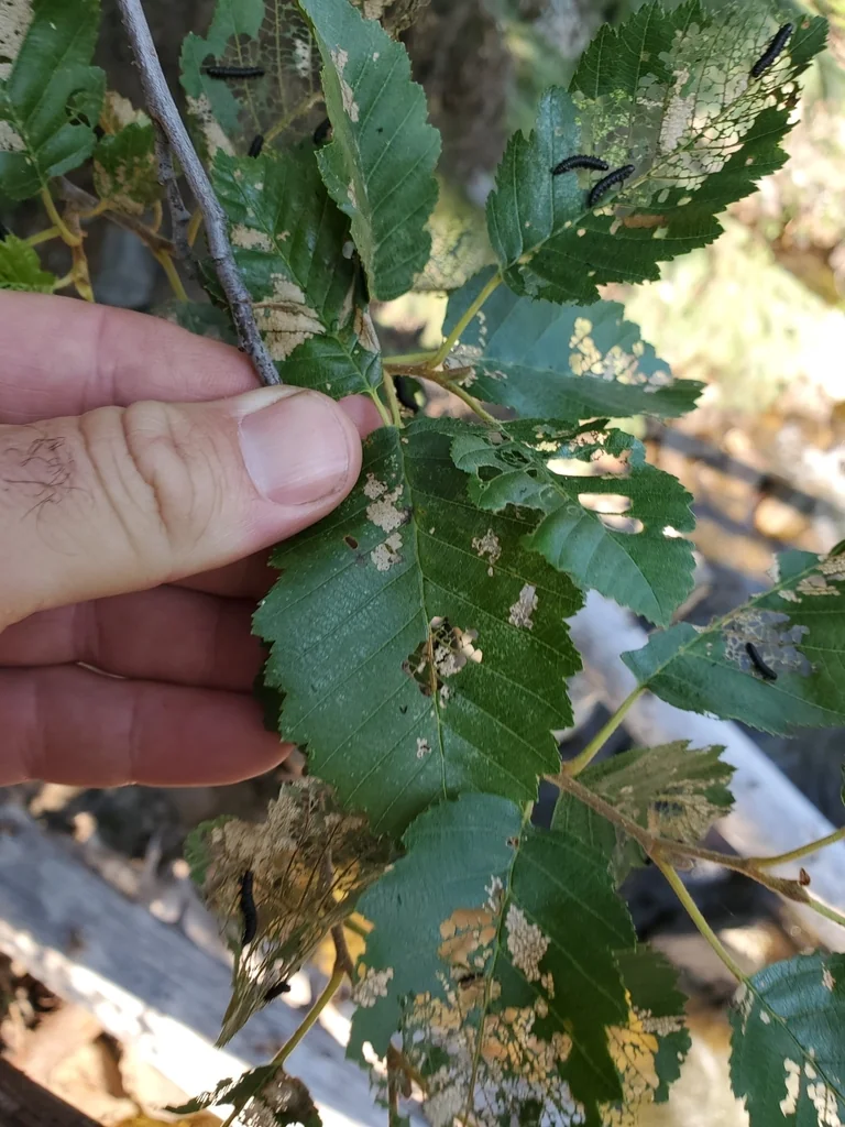Alnus Incana Ssp. Tenuifolia