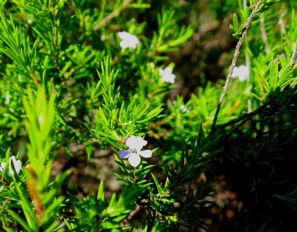 Coleonema Pulchellum