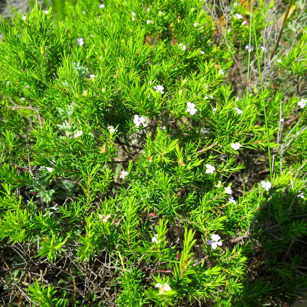 Coleonema Pulchellum