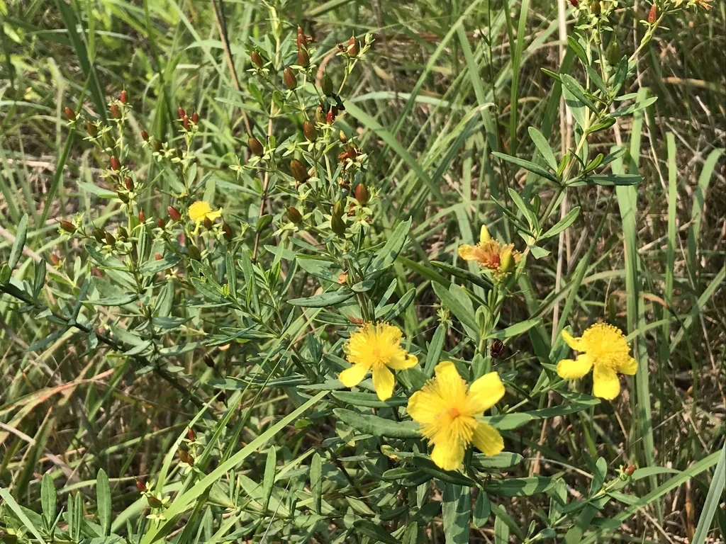 Hypericum Kalmianum