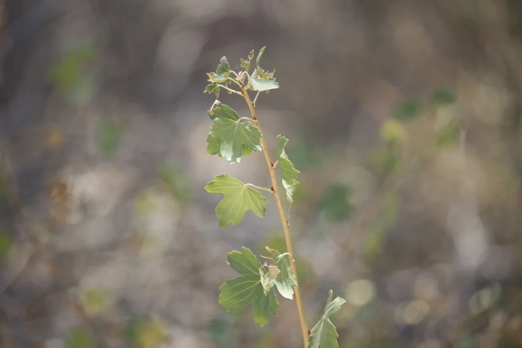 Ribes Aureum Var. Gracillimum