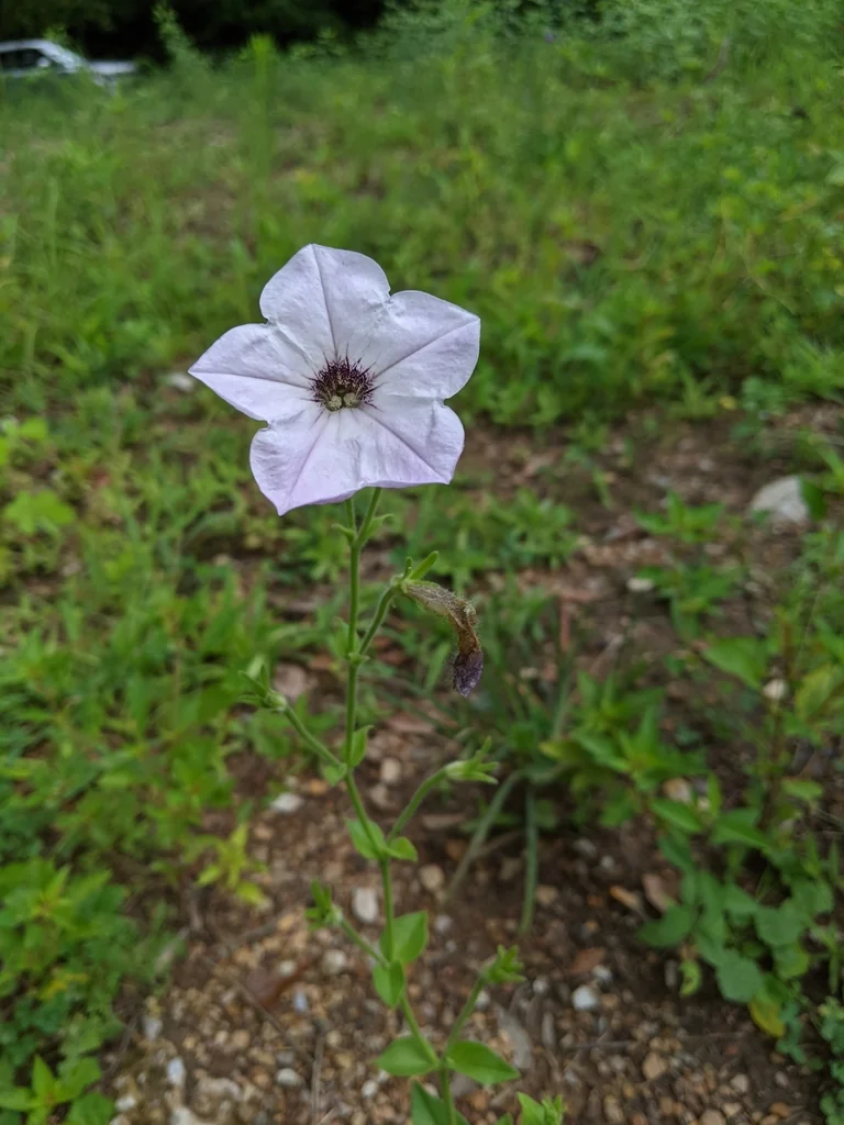 Petunia X Hybrida