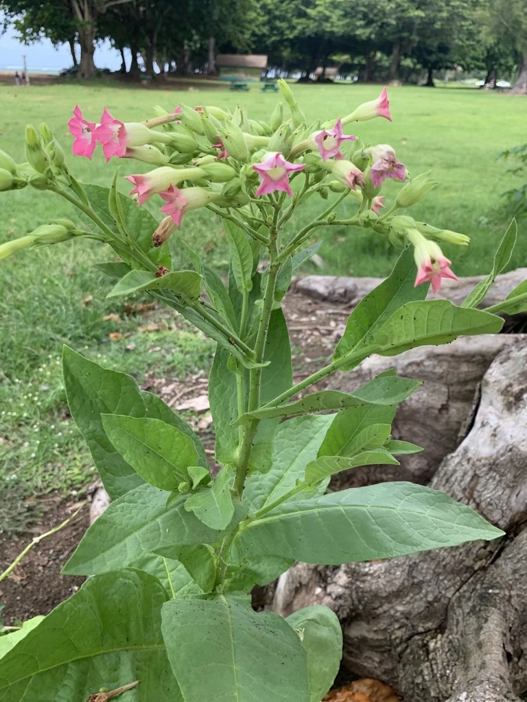 Nicotiana Tabacum