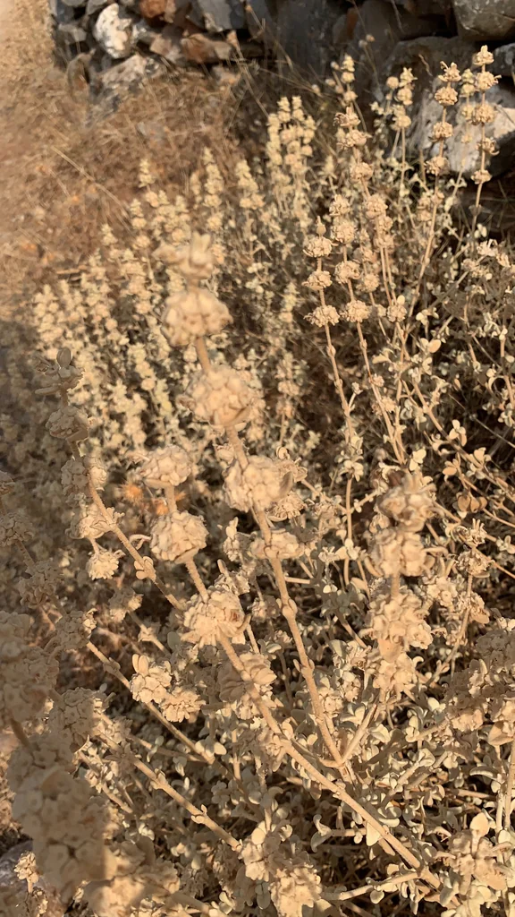 Ballota pseudodictamnus