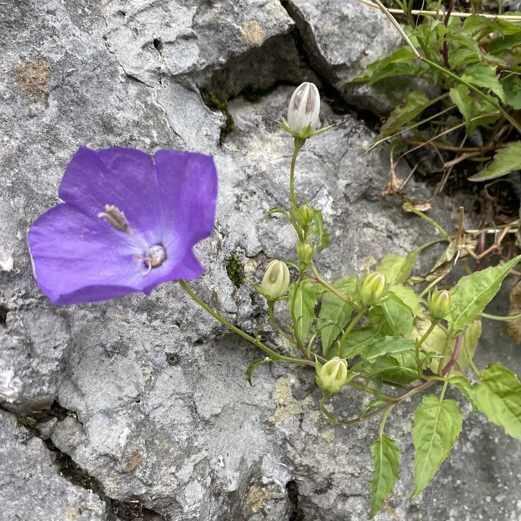 Campanula carpatica