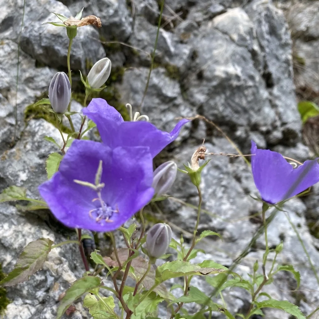 Campanula carpatica