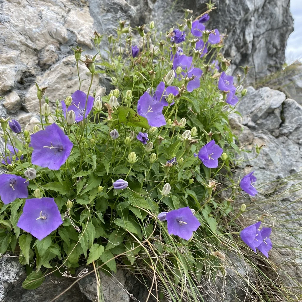 Campanula carpatica