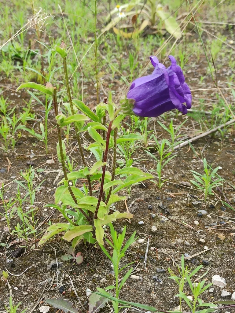 Campanula Medium