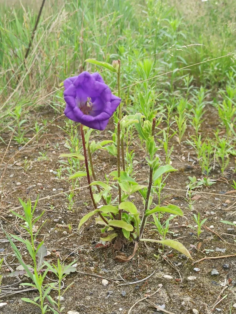 Campanula Medium