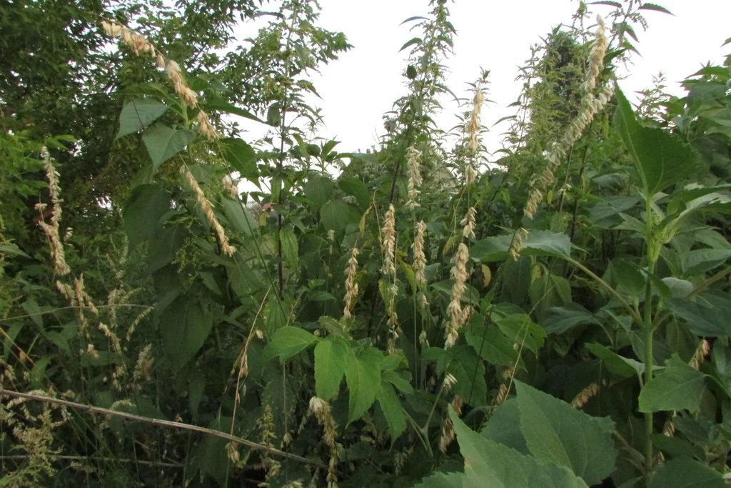 Melica Altissima