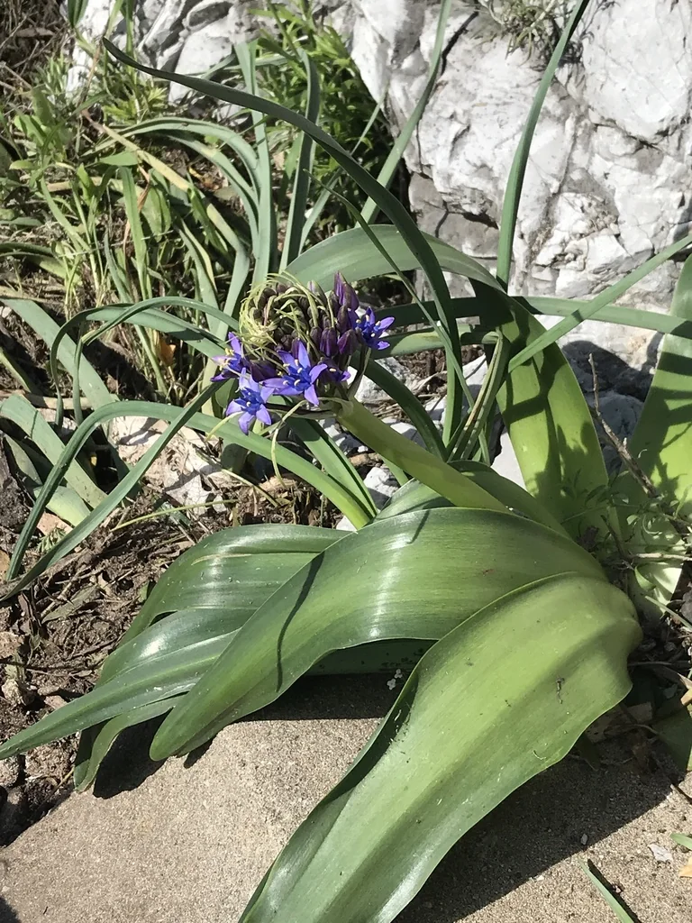 Scilla Peruviana