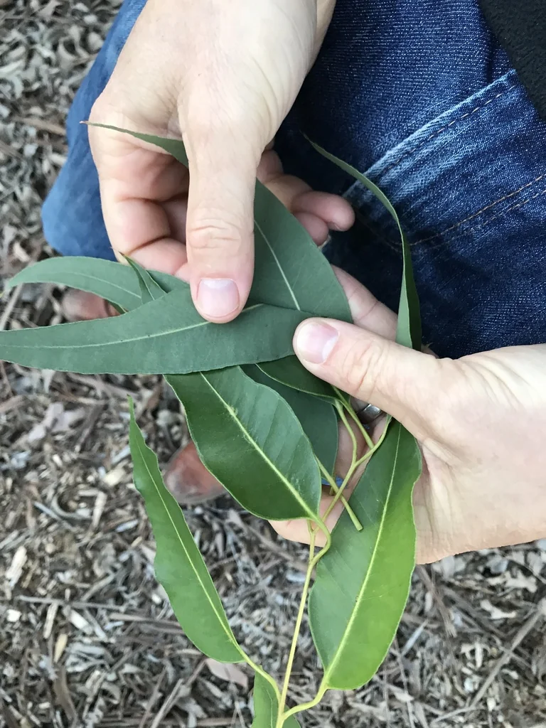 Eucalyptus grandis